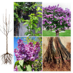 2 Purple Lilac Bushes Live Plants, 6-12" Tall, Common Reblooming Lilac Trees, Well-Rooted, in Pots