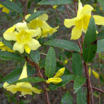 Jasmine Plant Live, Yellow Jasmine Live Plant Between 5 and 7 Inc Tall Outdoor Planting Indoor
