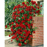 Red Rose Live Plant, 6 Months Old Starter, Fragrant Red Climbing Roses for Planting Outdoor, No Pot
