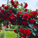6 Red Rose Bush Cuttings Plant Live, Rose Climbing Vine Live Plant, 5 to 8'' Tall Cuttings