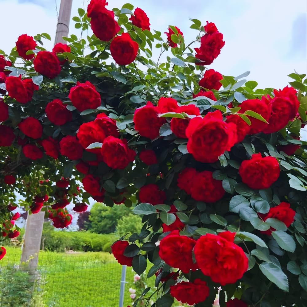 6 Red Rose Bush Cuttings Plant Live, Rose Climbing Vine Live Plant, 5 to 8'' Tall Cuttings