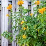 Set 2 Fragrant Honeysuckle Plants Live, Live Honeysuckle Plants 5-9" Tall Vines Bushes Climbing for Planting (Yellow Mango Cape)