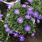 3 Asters Perennial Live Plants, Purple Aster Plants Live for Growing Outdoors Indoors, 4 to 6 Inc Tall Seedling