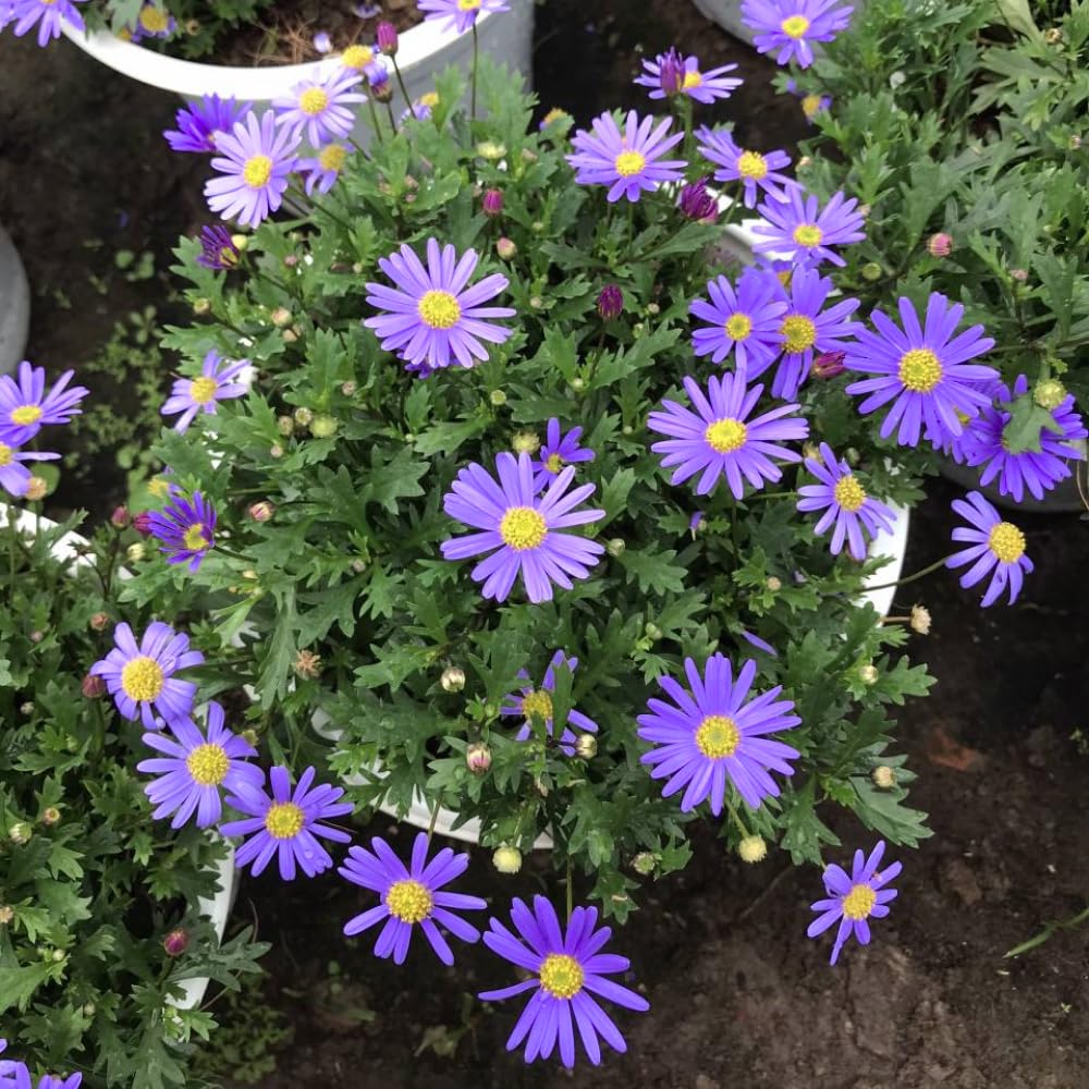 3 Asters Perennial Live Plants, Purple Aster Plants Live for Growing Outdoors Indoors, 4 to 6 Inc Tall Seedling
