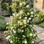 2 Grand Duke Jasmine Live Plants, Fragrant Flowering Shrubs, 4-6" Tall