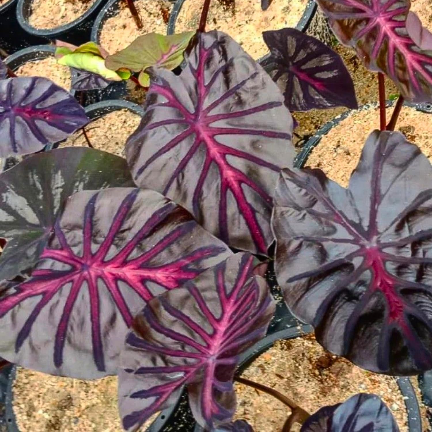 Colocasia Live Plant, 4-8'' Tall, Elephant Ear Plant, Esculenta Taro Alocasia Housplant, Indoor Outdoor Planting (Pink and Black)