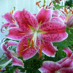 4 Pink Lily Bulbs, 4-6 Inch, Pink Lilies Bulbs, Flowering Bulb for Outdoor Garden Beds and Containers
