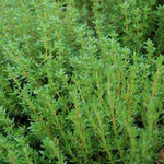 Set of 2 English Thyme Live Herb Plants, 3-6 Inch Tall, Thyme Plant, Fragrant Plants for Outdoor Garden and Indoor Container Growing, No Pot Included