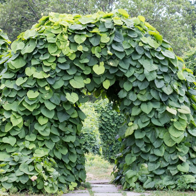 Dutchman Pipe Climbing Vine Live Plant, Hardy Ornamental Tropical Foliage Flowers, Starter Size, 5 to 9 Inc Tall, No Pot