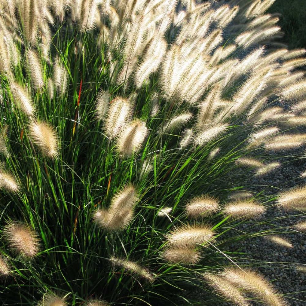 Pack 2 Fountain Grass Plants Live, Ornamental Grasses Live Plants Perennial Potted Plants Ready to Grow, 5-9 Inch Height (Mix Fountain Grass)