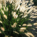 Set 3 Fountain Grass Plants Live Clumps for Planting Your Garden, 4-8 Inch Tall, Ornamental Grasses Live Plants Perennial (White Fountain Grass)