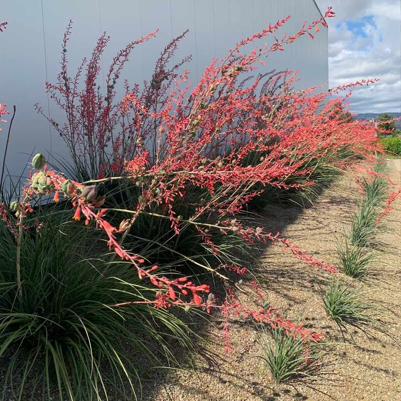 2 Pots of Red Yucca Live Plants, 4-8” Tall Yucca Plants Live Succulent in 4" Pots, Outdoor Plant for Garden, Patio, Rock Garden