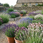 4 Assorted Lavender Plants Live, Fragrant Lavender Herb for Garden, Patio Containers and Indoor Décor, 4-7 Inches Tall