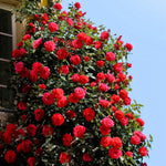 Red Rose Live Plant, 6 Months Old Starter, Fragrant Red Climbing Roses for Planting Outdoor, No Pot