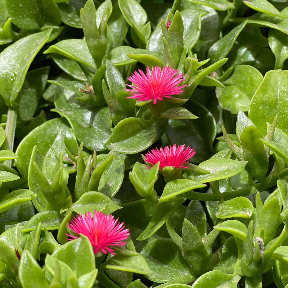 Red Delosperma Ice Plant, Hardy Perennial Succulent Live Plant, Ground Cover Outdoor Garden 5-10 Inches