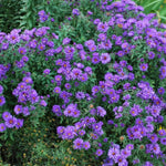 Purple Aster Plants Live for Planting, Purple Aster Bush Live Plant, Vibrant Perennial Flowers to Grow, 4 to 6 Inch Tall