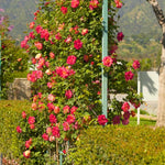 Rose Climbing Live Starter Plant, Fragrant Multi Color Climbing Rose for Planting Outdoor, No Pot, 5-9 Inc in Tall