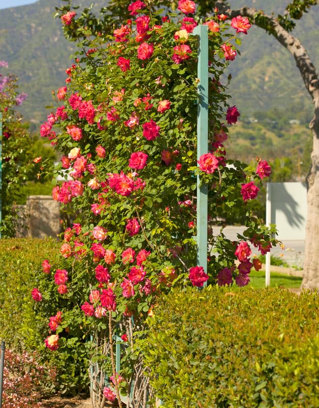 Rose Climbing Live Starter Plant, Fragrant Multi Color Climbing Rose for Planting Outdoor, No Pot, 5-9 Inc in Tall
