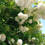 Snowball Bush Live Plant 4 Inch Pot, Snowball Viburnum Tree 6-10 Inch Tall, Flowering Shrub for Outdoor Garden and Landscape