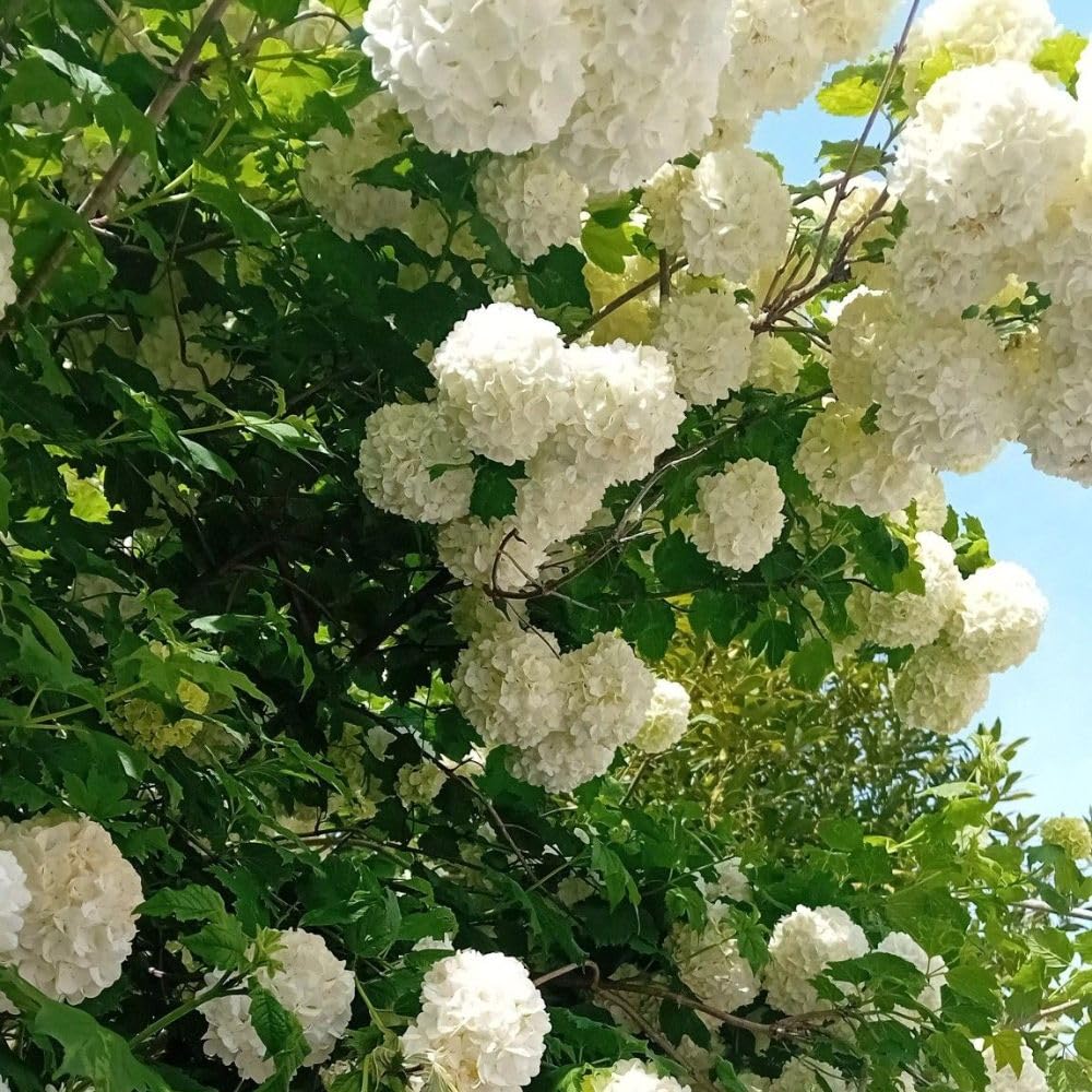 Snowball Bush Live Plant 4 Inch Pot, Snowball Viburnum Tree 6-10 Inch Tall, Flowering Shrub for Outdoor Garden and Landscape