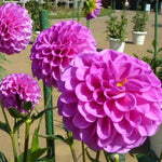 Bright Purple Dahlia Bulbs Plant, 2-3" Tall, Dahlia Flower Bulbs for Outdoor Garden, Flowering Tuber Cluster for Planting, Not Live Plant