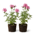 2 Verbena Live Plants, Trailing Verbena Plants for Planting Outdoor, Perennial Ground Cover Flowers 4-7 Inches (Pink)