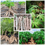 Pack 5 Cassava Yuca Cuttings, Sweet Manihot Stems for Growing Roots Harvest, 5-8" Height