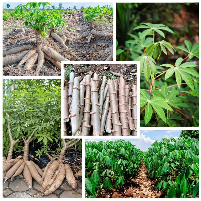 Pack 5 Cassava Yuca Cuttings, Sweet Manihot Stems for Growing Roots Harvest, 5-8" Height