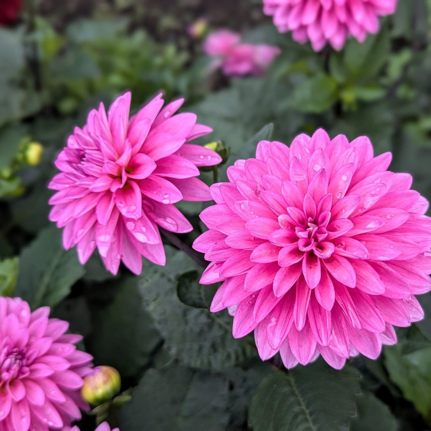 Bright Purple Dahlia Bulbs Plant, 2-3" Tall, Dahlia Flower Bulbs for Outdoor Garden, Flowering Tuber Cluster for Planting, Not Live Plant