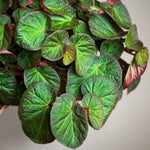 Begonia Live Plant, Begonias Live Plant, Rare Begonias Plants, 5-7 Inches in Height for Indoor Houseplant (Trailing Begonia)