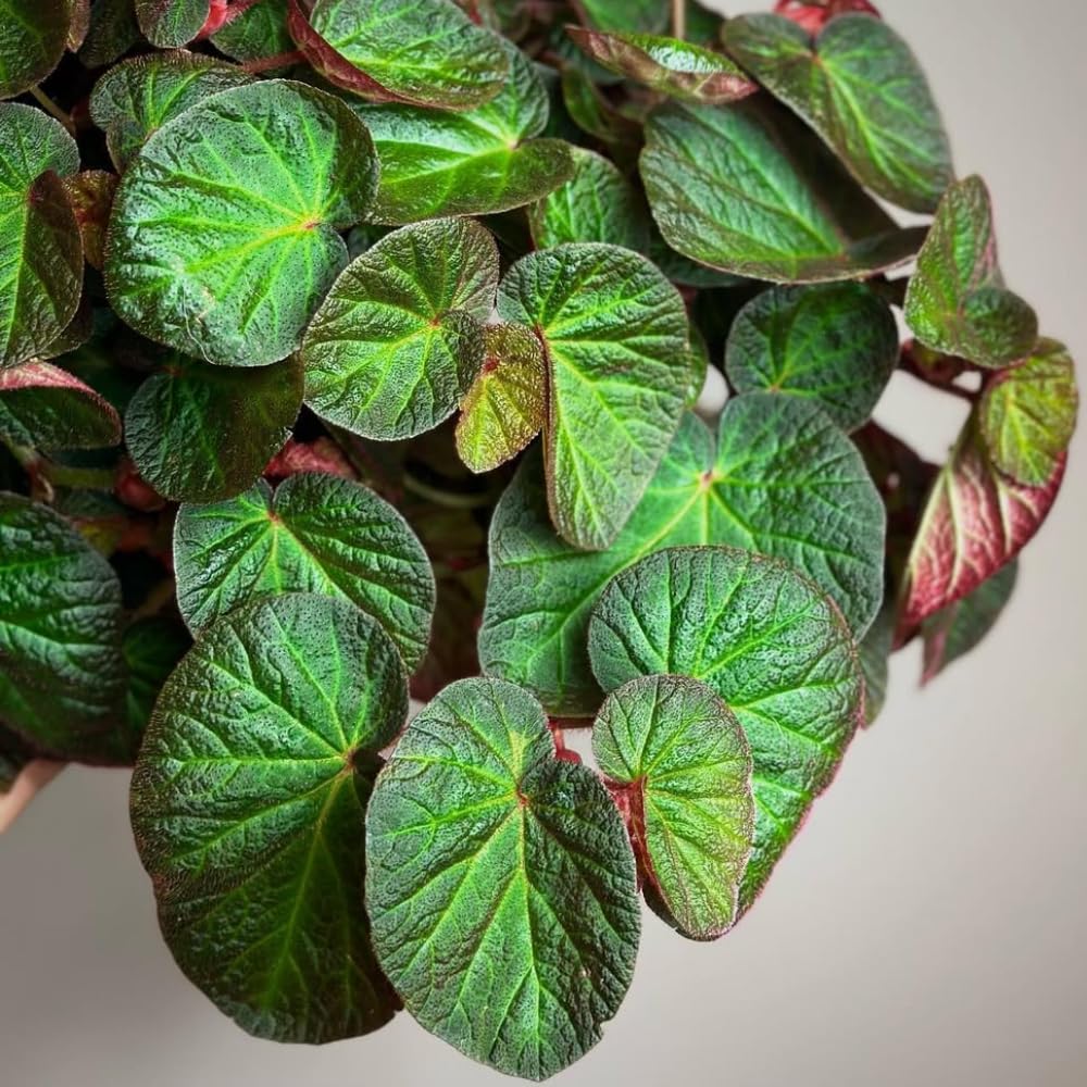 Begonia Live Plant, Begonias Live Plant, Rare Begonias Plants, 5-7 Inches in Height for Indoor Houseplant (Trailing Begonia)