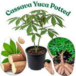 Yuca Cassava Plant Live in Pot, Grown from Cuttings for Planting, Sweet Manihot Root, Very Fast Growing 6-10 Inc in Tall, Easy to Roots