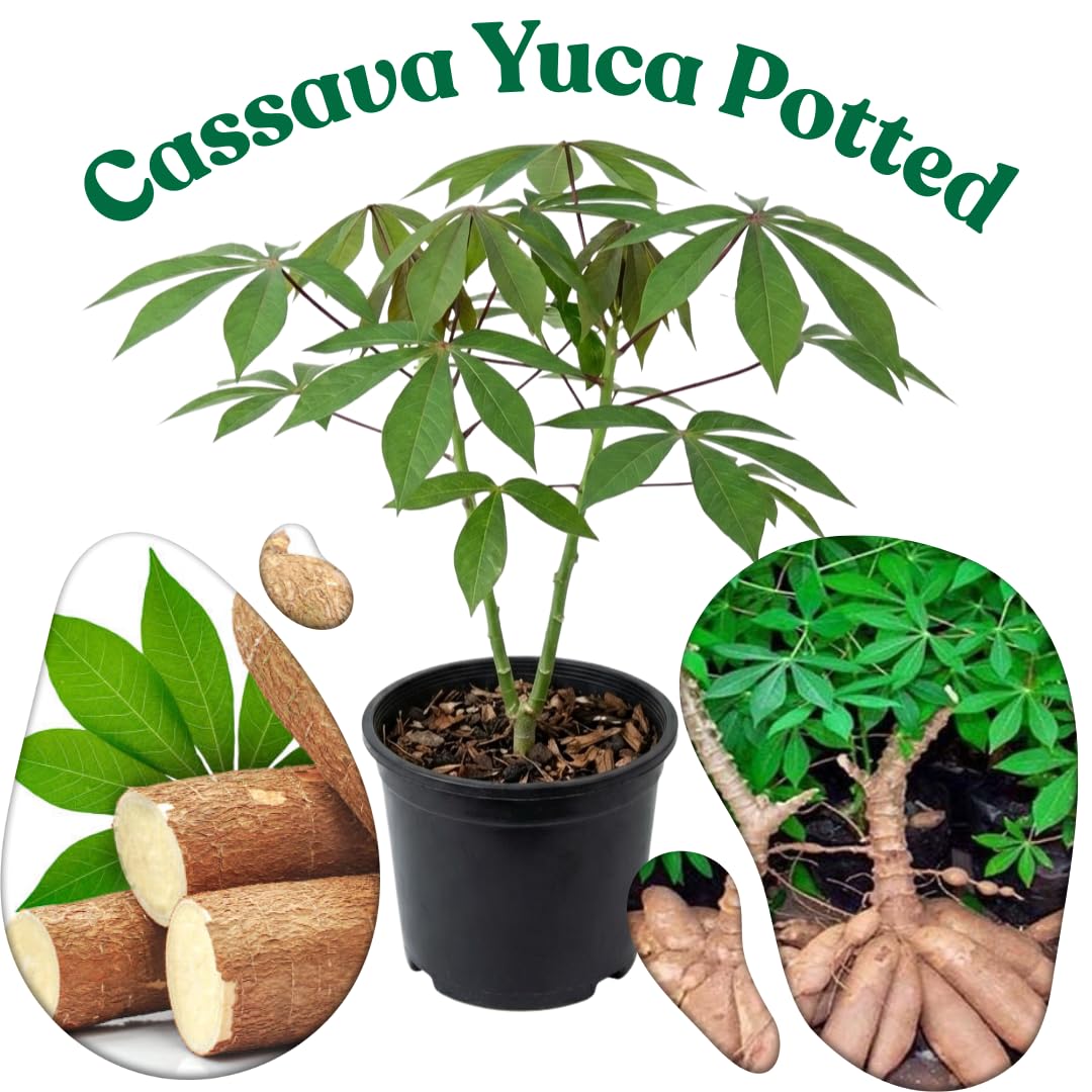 2 Potted Yuca Cassava Plants Live Grown for Cuttings Sweet Manihot Rooted for Planting, 6-10 Inc in Tall, Easy to Roots, Very Fast Growing