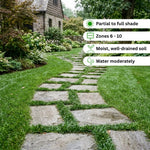 Pack of 2 Dwarf Mondo Grasses Plant, Ornamental Grass Live Plants, Perennial Grass Plant, 3-5 Inc Tall, Ground Cover, Hardy Ornamental Grass for Shade Garden Landscaping