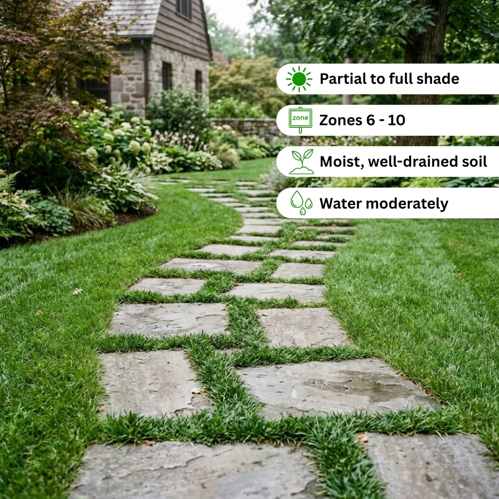 Pack of 2 Dwarf Mondo Grasses Plant, Ornamental Grass Live Plants, Perennial Grass Plant, 3-5 Inc Tall, Ground Cover, Hardy Ornamental Grass for Shade Garden Landscaping