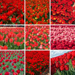 25 Tulip Bulbs for Planting, Easy-Grow Spring Flowers, Assorted Perennial Tulip Bulbs, Bulb Size 11/12 cm, Gardens, Containers, Flowerbeds Planting (Red Tulip)