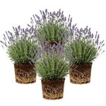 4 Lavender Plants Live Flower Indoor Outdoor, Lavandula Perennial Plants, Well Rooted 4-8" Tall, No Pot (Provence Lavender)