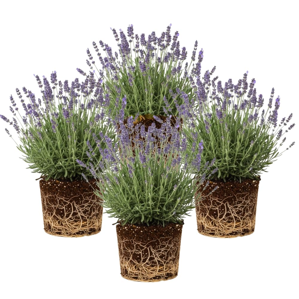 4 Lavender Plants Live Flower Indoor Outdoor, Lavandula Perennial Plants, Well Rooted 4-8" Tall, No Pot (Provence Lavender)