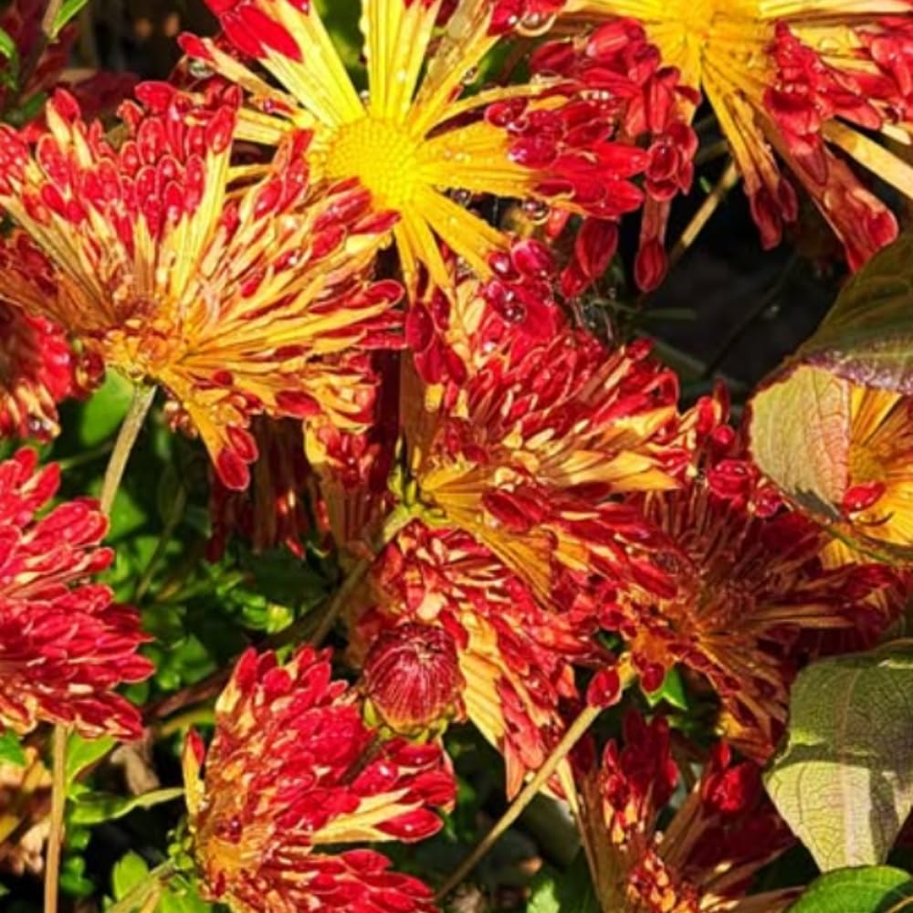 Chrysanthemum Flower Plant, Red Orange Mums Plant Live, 5 to 7 Inc Tall Chrysanthemum Plants Live for Growing Perennial Flower, Mum Live Plant