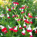Hot Lips Salvia Live Plants, 2 Starter Sage Plants in 4 Inch Pot, Red and White Salvia Plants 4–8" Tall