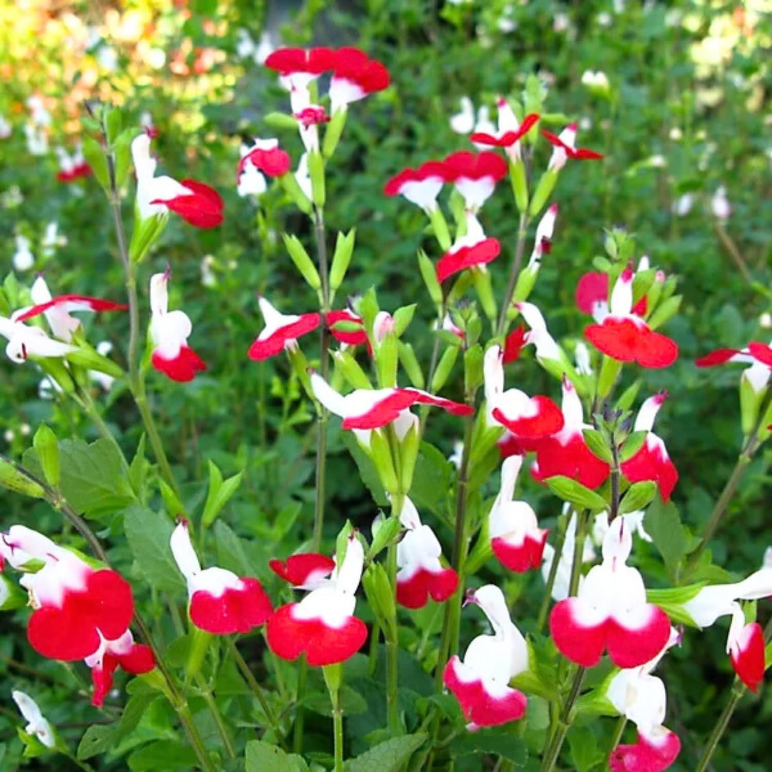 Hot Lips Salvia Plants Live, Fragrant Perennial Salvia Sage Live Plants, in 4" Pot (2 Starter Plants Per Pot)