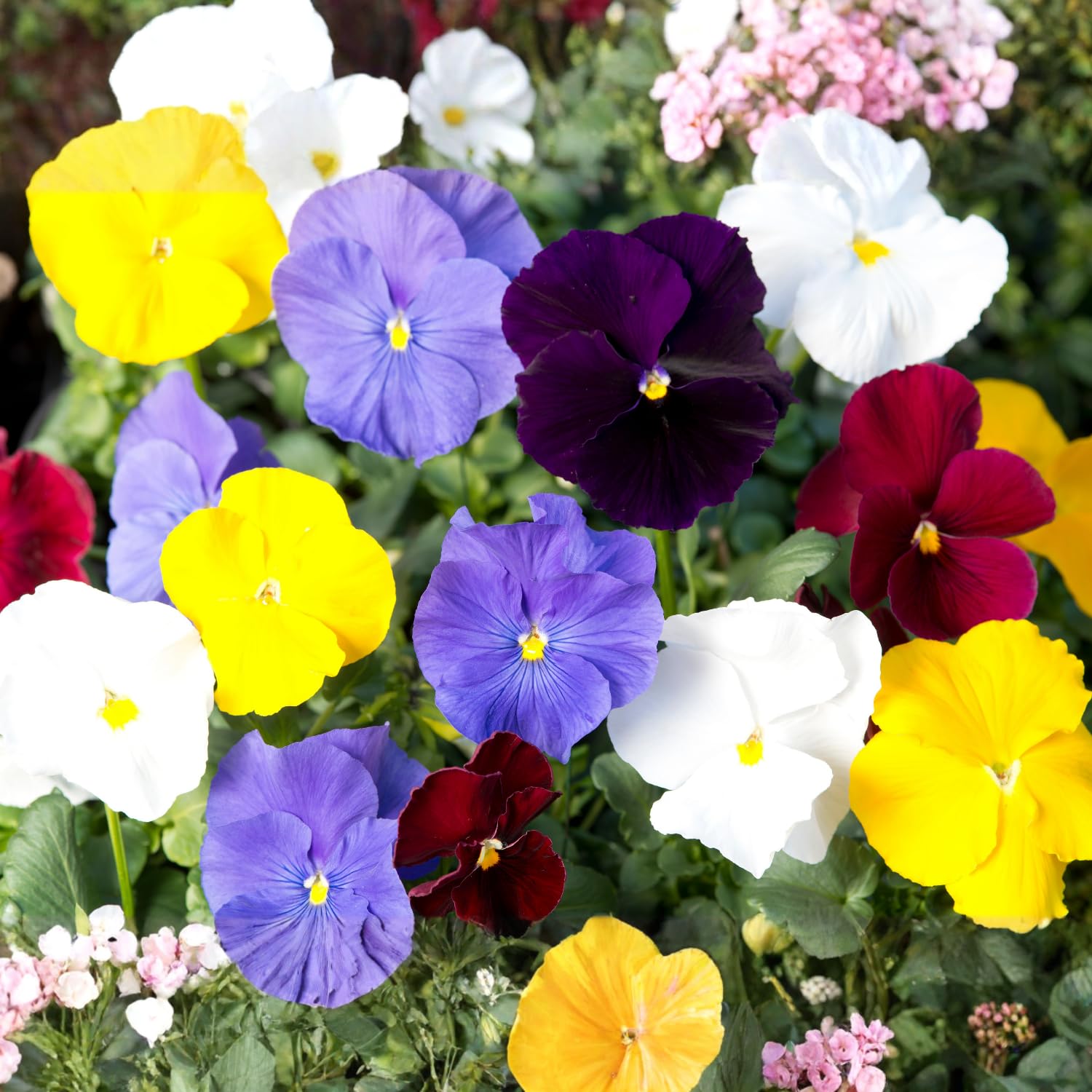 Pack 2 Pots Pansy Plants, Colorful Pansies in 4 Inch Pots, 3-6" Tall Annual Flowering Plants, Live Pansy Flower Plant for Gardening