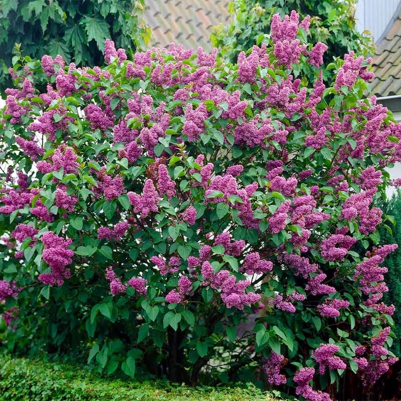 Purple Lilac Plant, Hardy Lilac Bush for Container and Garden Growing, Fragrant Lavender Purple Blooms - 9 to 12 Inches