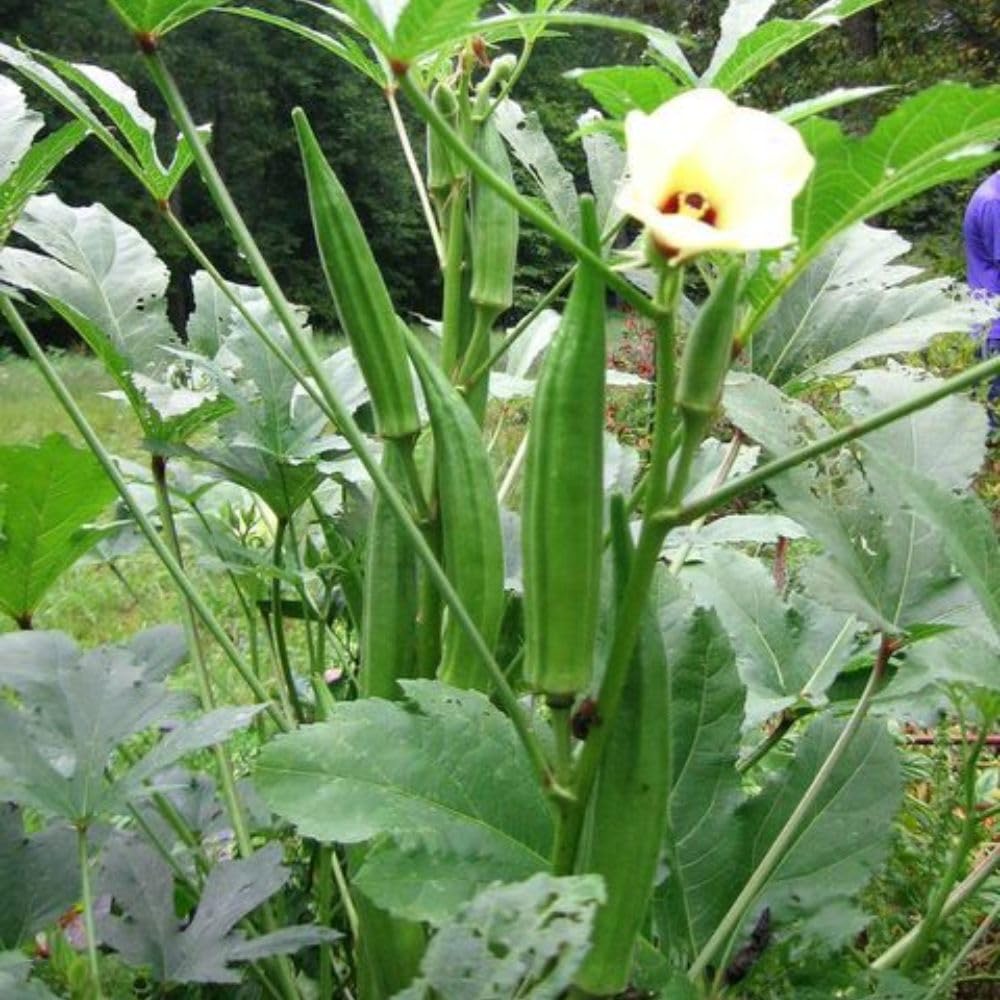 Okra Plants Live in One Pot, 3-5 Inch Tall, Live Okra Plant, Vegetable Plant Outdoor Garden, Well Rooted Seedling