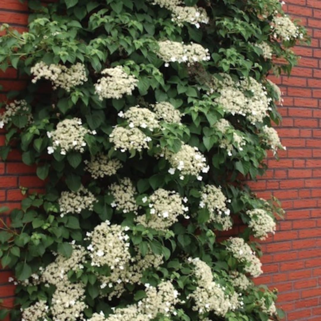Hydrangea Plant Live Vine, Blooming Garden Bush Hardy Hydrangea Shrub, White Flowering Plant Indoor Outdoor Well-Rooted 5-9 Inc Tall, Stater Plant