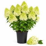 Light Green Hydrangea Bushes Live Plant in 2.5'' Pot, Well Rooted Vibrant Hydrangea Tree Shrub 4-7 Inches for Planting