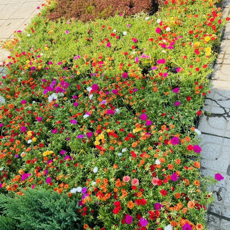3 Mix Portulaca Moss Rose Live Plants, Clumps 4-8" Tall Double Flowered Moss Roses for Outdoor Garden, Patio, Hanging Baskets