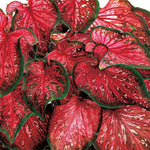 2 Caladium Plants Live for Planting, 4 to 6 Inc Tall, Caladium Live Plants Garden, 4 Inc Potted (Red)
