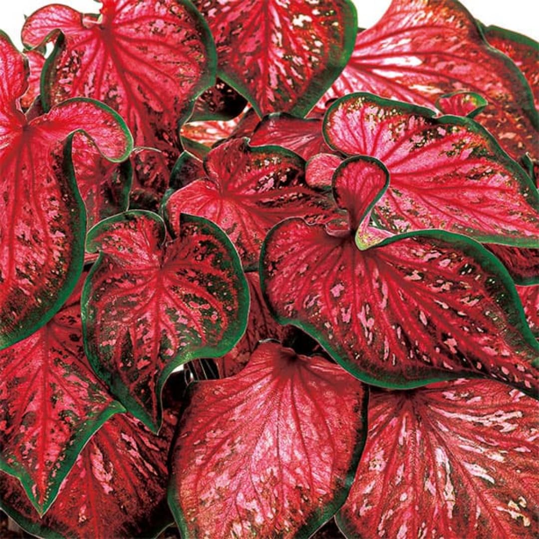 2 Caladium Plants Live for Planting, 4 to 6 Inc Tall, Caladium Live Plants Garden, 4 Inc Potted (Red)