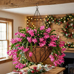 2 Pink Christmas Cactus Live Plants, Easy Care Houseplant, 4-7'' Tall